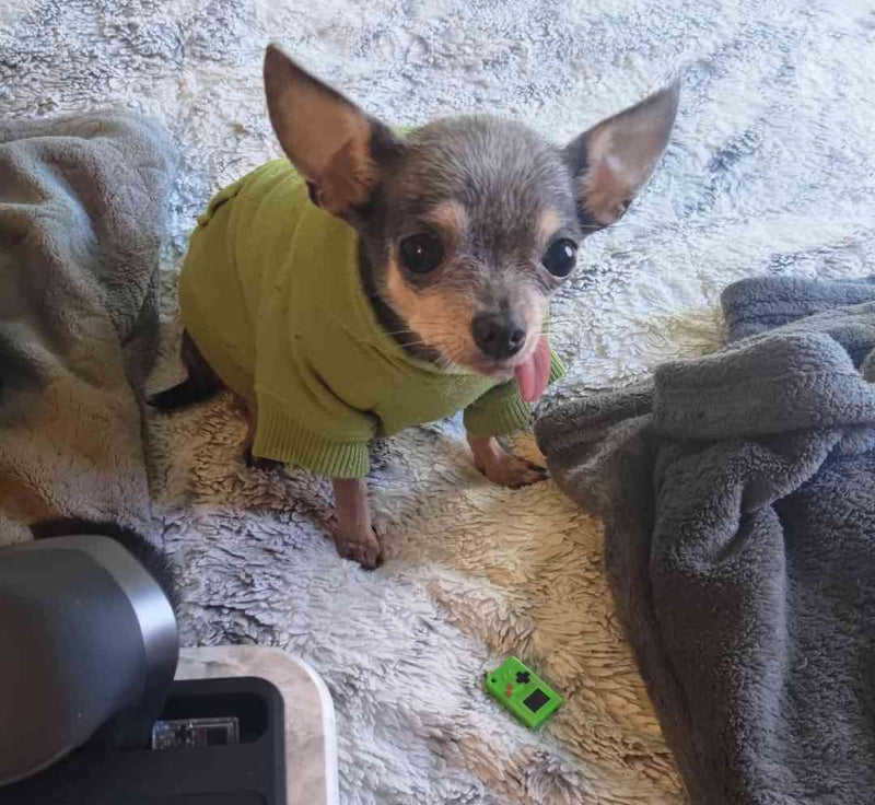 Cute Pet Animals & Thumby